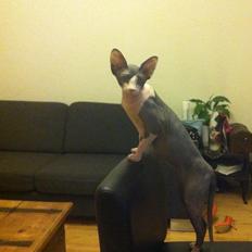 Sphynx Bette