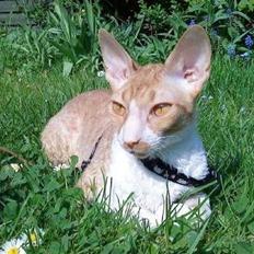 Cornish Rex Mary Kate