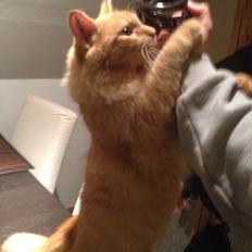 Blanding af racer Lars