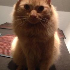 Blanding af racer Lars