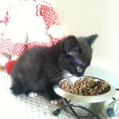 Huskat Tom