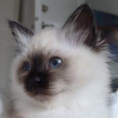 Hellig Birma DK Wainø's Disney