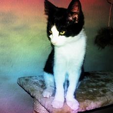 Blanding af racer Diva