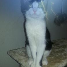 Blanding af racer Diva