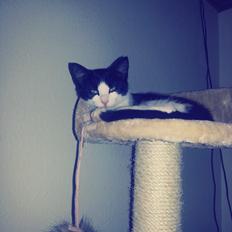 Blanding af racer Diva