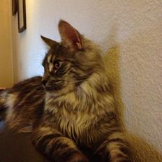 Maine Coon Star