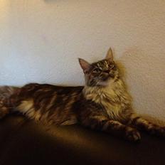 Maine Coon Star