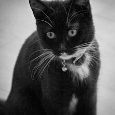 Blanding af racer mille