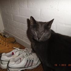 Russian Blue Mis