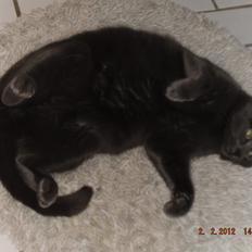 Russian Blue Mis