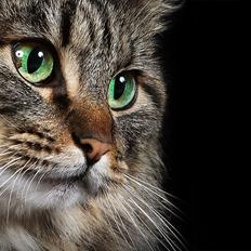 Blanding af racer Miss Malou