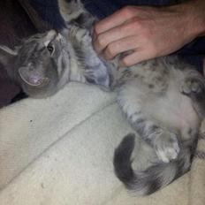 Blanding af racer Freddy