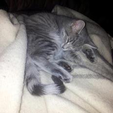 Blanding af racer Freddy