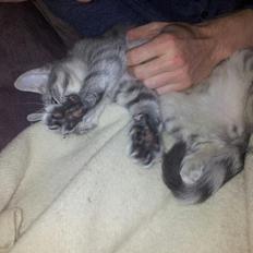 Blanding af racer Freddy