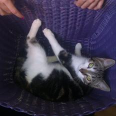 Huskat Mis
