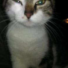Huskat Mis