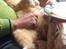 Huskat Guffe