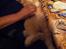 Huskat Guffe