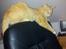 Huskat Guffe
