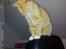 Huskat Guffe