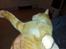 Huskat Guffe