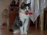 Huskat Mille