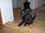 Huskat RW SGM Ivan the vikings Valkyrie - Kyrie 11 uger stadig hos mor
