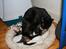 Huskat RW SGM Ivan the vikings Valkyrie - Kyrie med pleje hvalpene(dog voksne der)