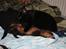 Huskat RW SGM Ivan the vikings Valkyrie - Kyrie med min polske ilderpige Firefox
