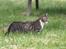 Huskat Mis