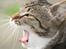 Huskat Mis