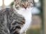 Huskat Mis
