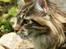 Maine Coon Lykkekatte Scooter