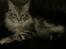 Maine Coon chili