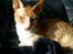 Cornish Rex Mary Kate