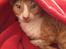 Cornish Rex Mary Kate