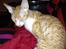 Cornish Rex Mary Kate
