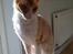 Cornish Rex Mary Kate