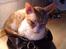 Cornish Rex Mary Kate