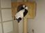 Huskat potten
