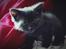 Huskat Luna - En af de to overlevende killinger.