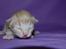 Norsk Skovkat DK Emilline´s Athene R.I.P 10/04/21