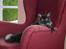 Maine Coon Felix - Mig i min yndlings stol !