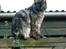 Maine Coon Felix - Min yndlings udsigts post