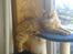 Maine Coon Nala - H. M. Løvedroningen