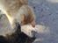 Maine Coon Nala - Min første mus (i mit nye hjem) -sammen med Arnold