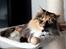 Blanding af racer Norsk skov kat Malou