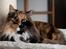 Blanding af racer Norsk skov kat Malou