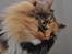 Blanding af racer Norsk skov kat Malou