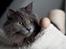 Blanding af racer Norsk skov kat Balou